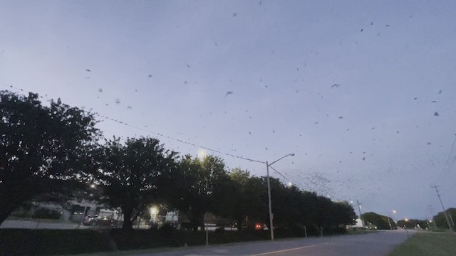 Purple Martin - ML362135801