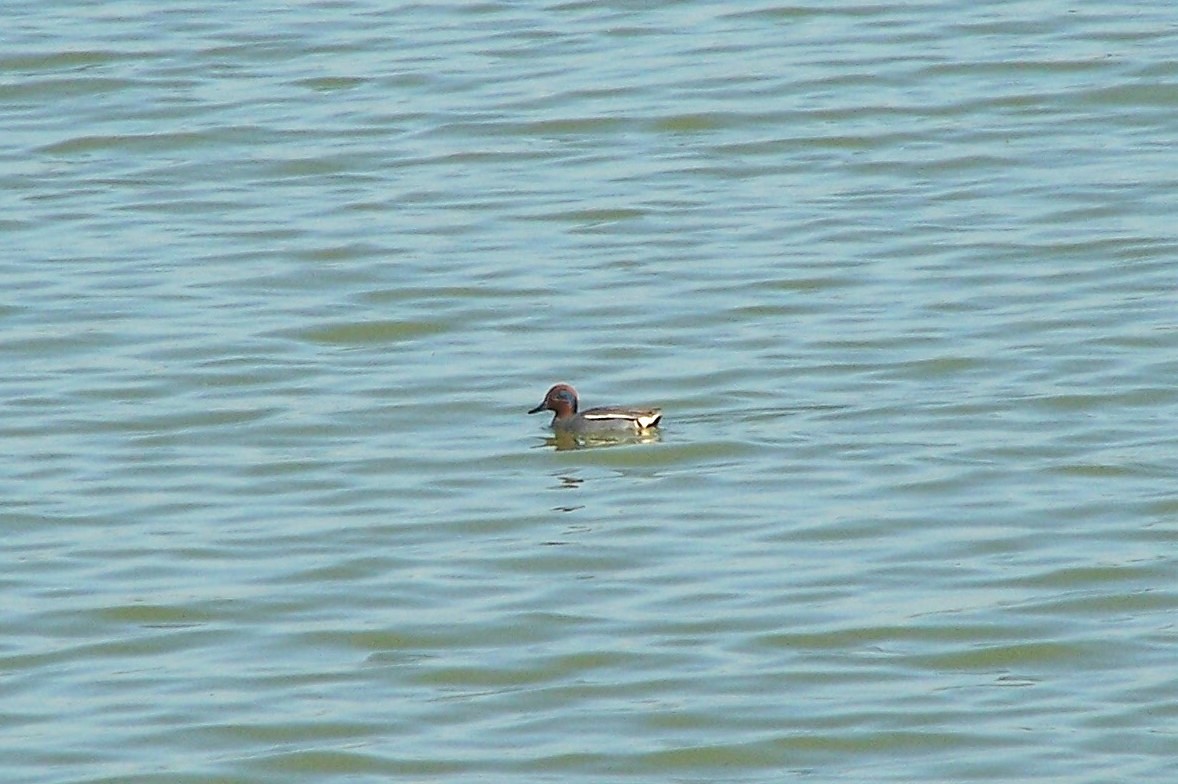 Green-winged Teal - ML362136161