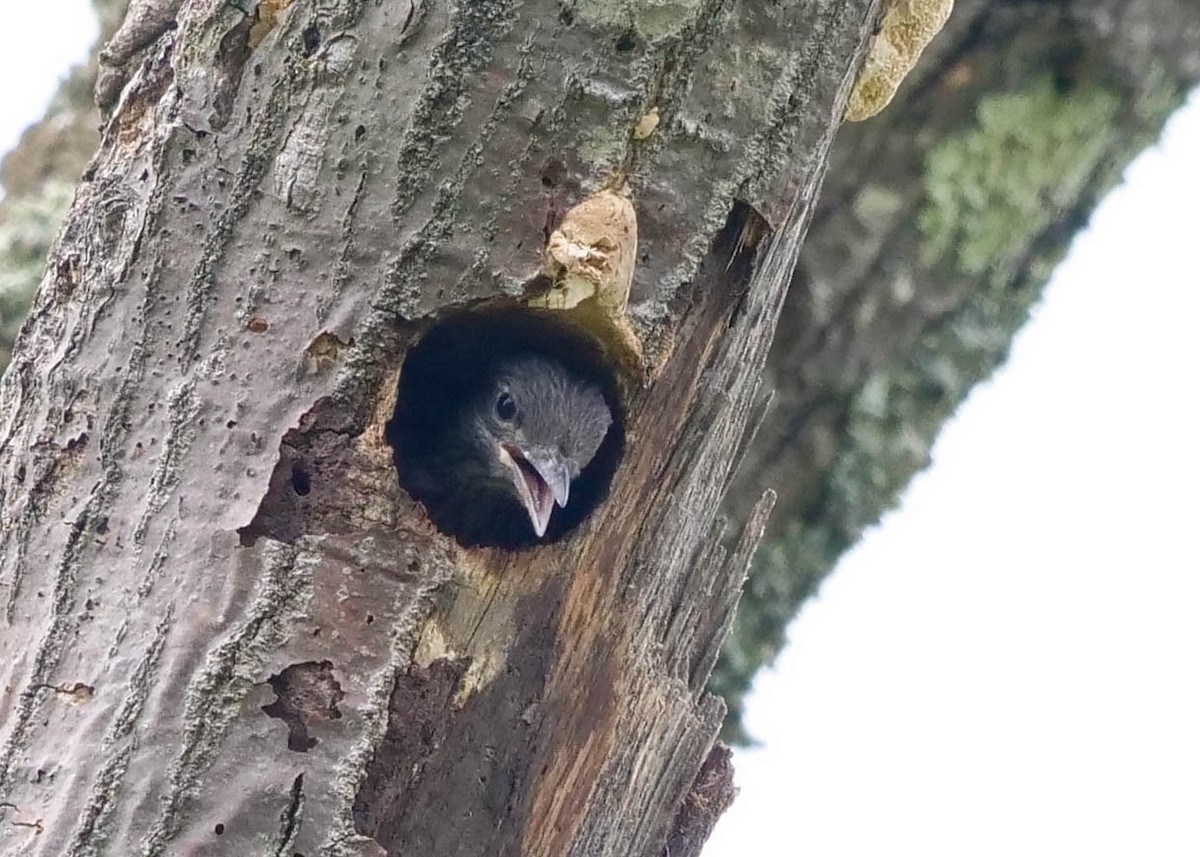 Red-headed Woodpecker - ML362136691