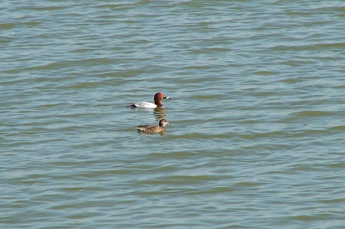 Common Pochard - ML362136711