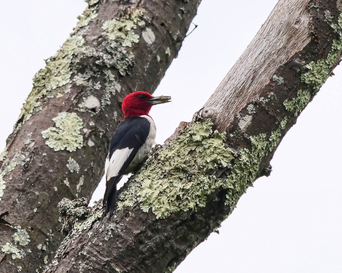 Pic à tête rouge - ML362136811