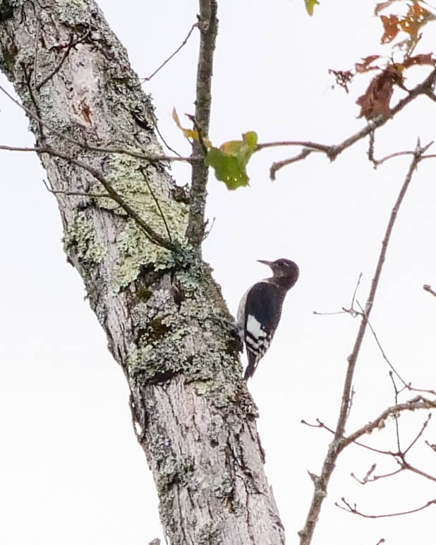 Red-headed Woodpecker - ML362137081