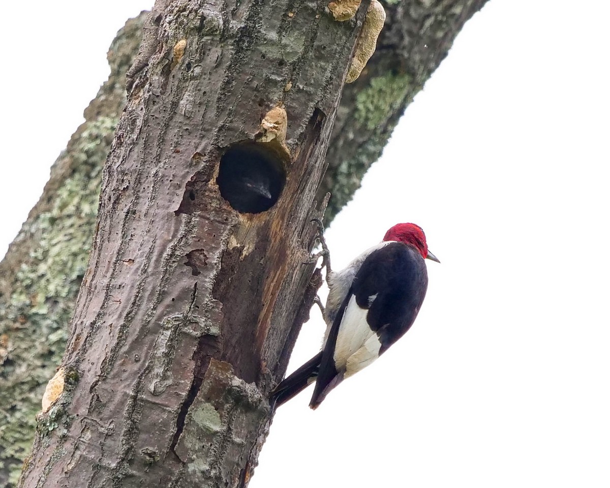 Red-headed Woodpecker - Susan Wrisley