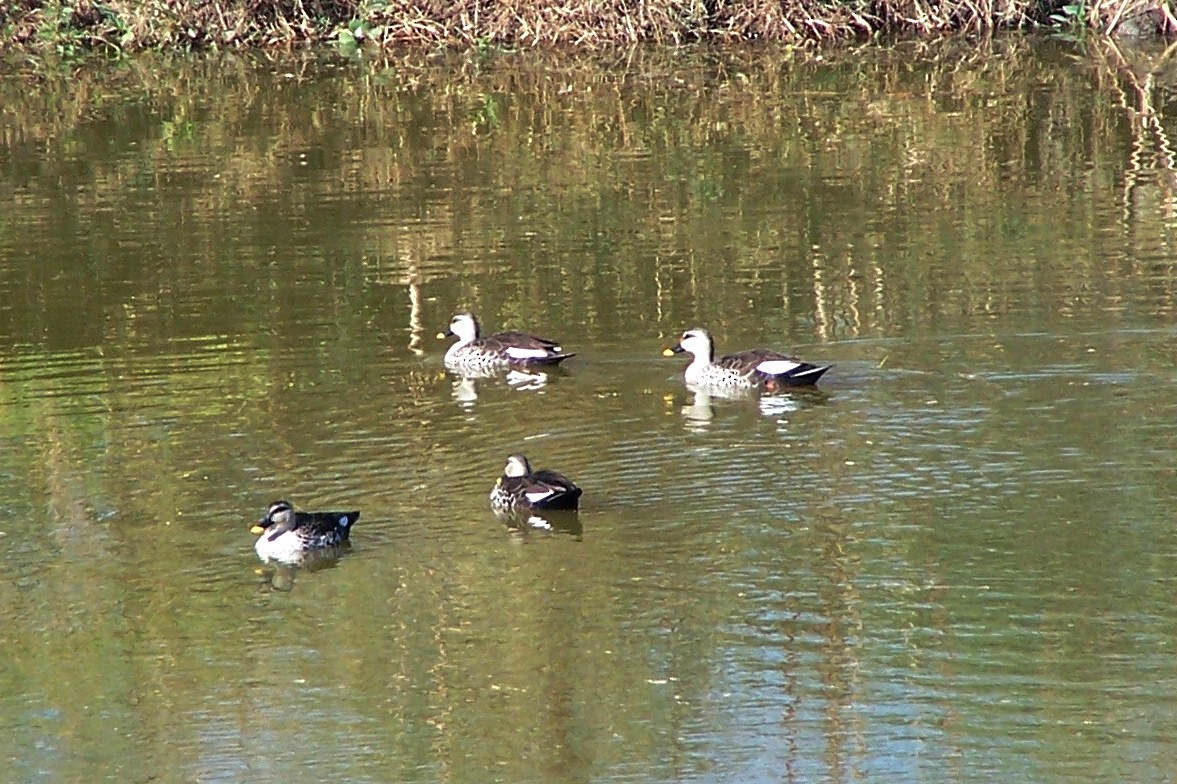 Indian Spot-billed Duck - ML362137231