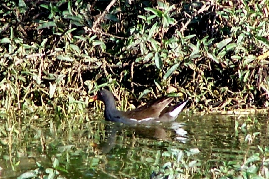 Eurasian Moorhen - ML362137771