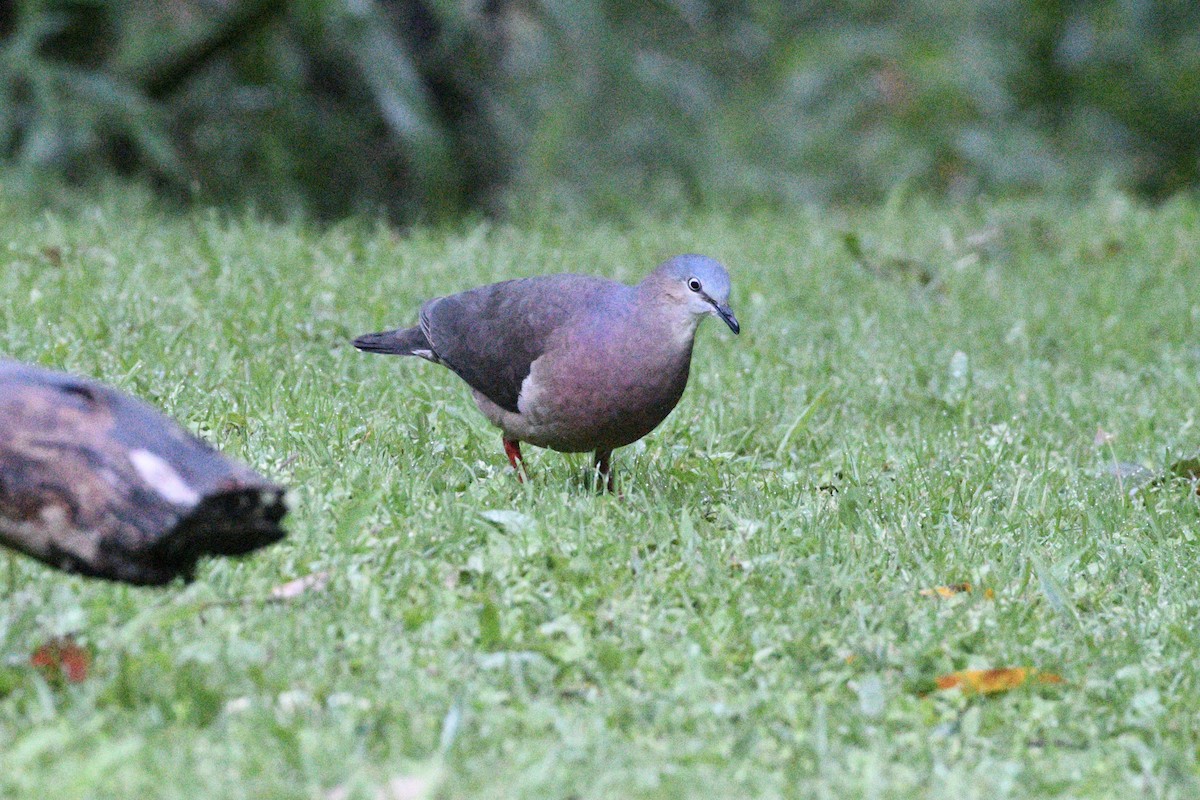 Tolima Dove - ML362137841