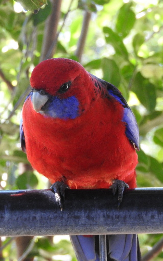 Crimson Rosella - Daniel Eban