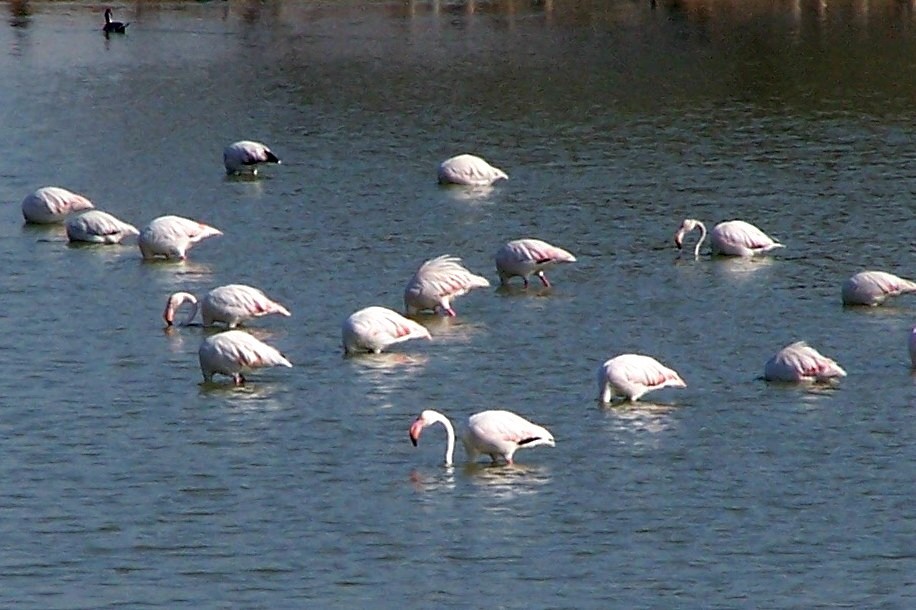 Greater Flamingo - ML362138451