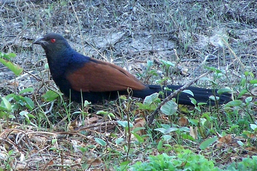 Greater Coucal - ML362138781