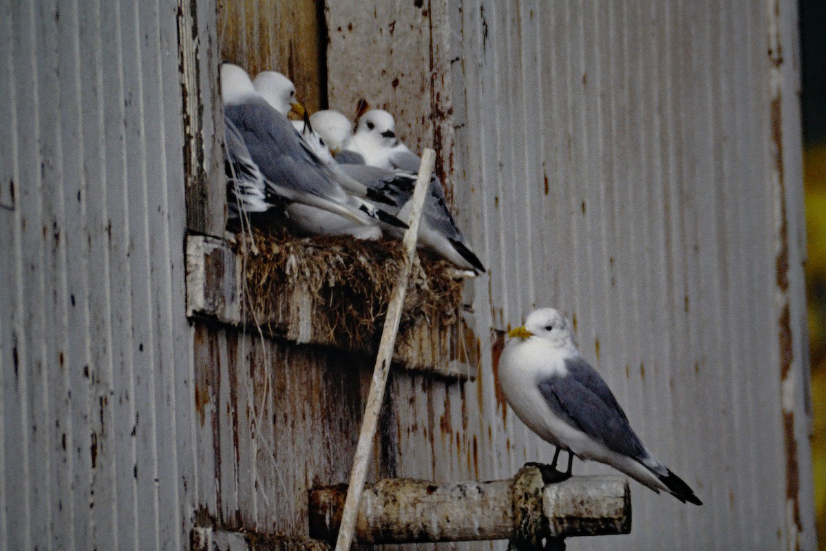 Black-legged Kittiwake - Gerd Schön