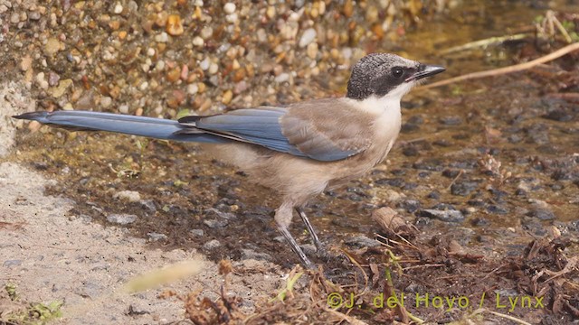 Iberian Magpie - ML362139231