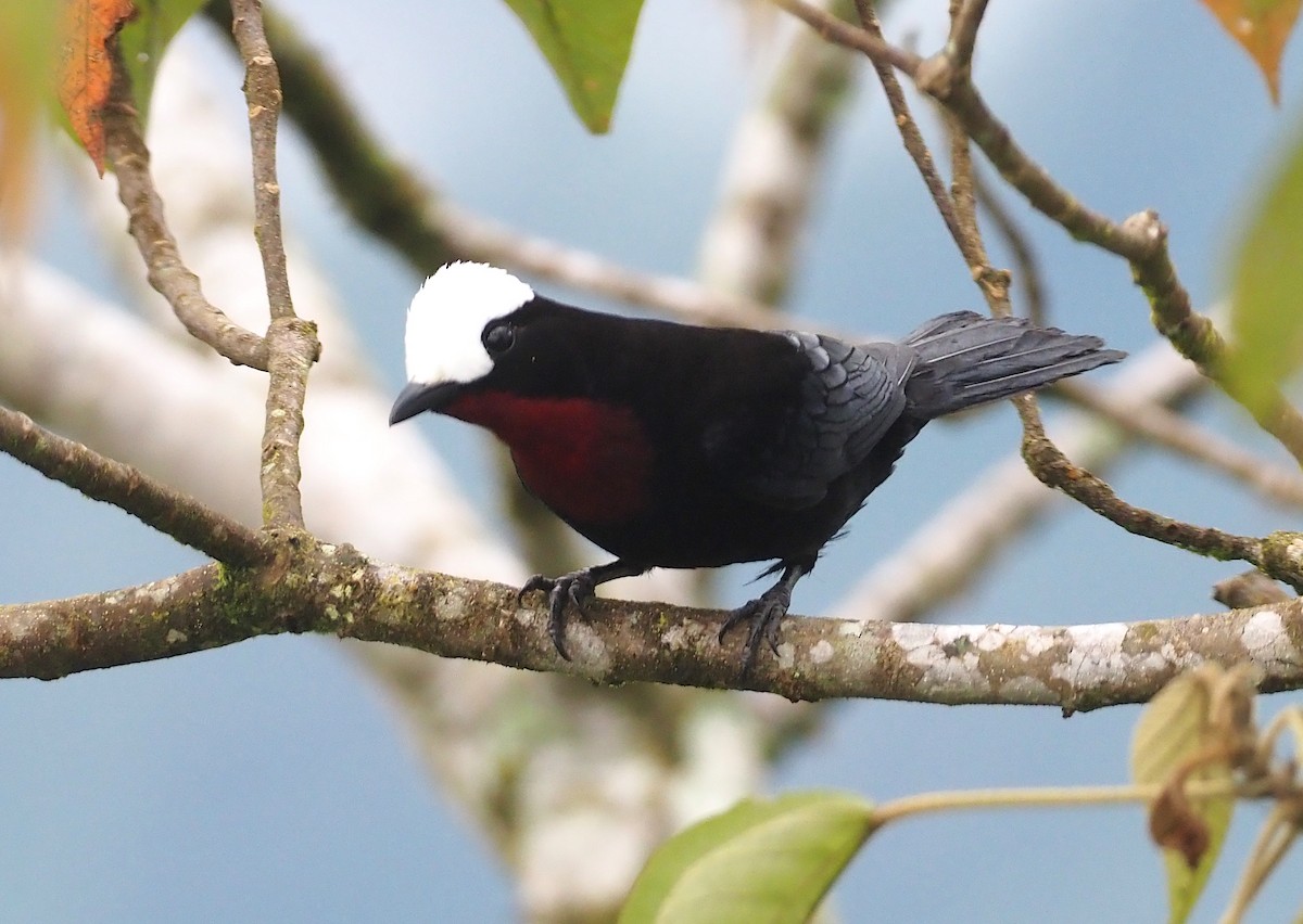 White-capped Tanager - ML362139911