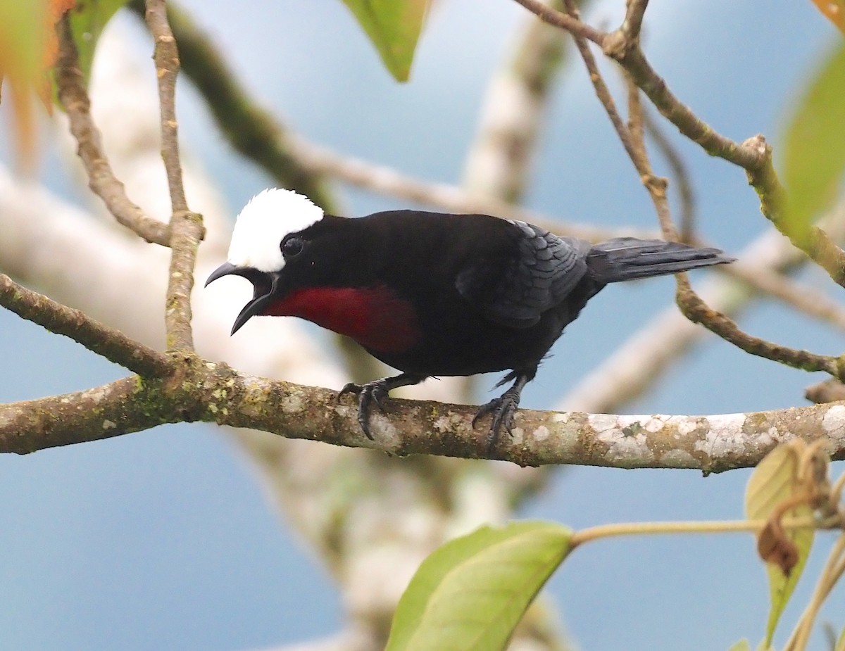 White-capped Tanager - ML362140031