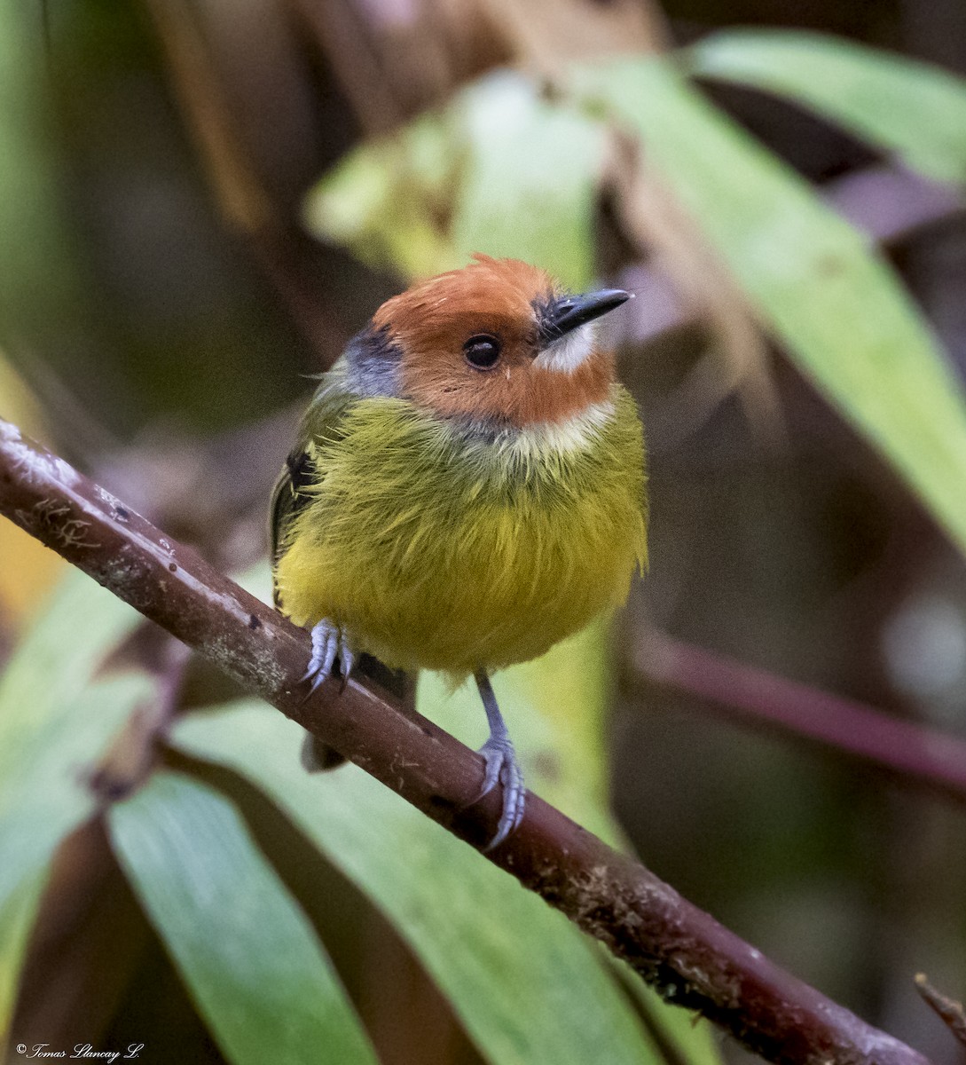 Johnson's Tody-Flycatcher - ML362140321