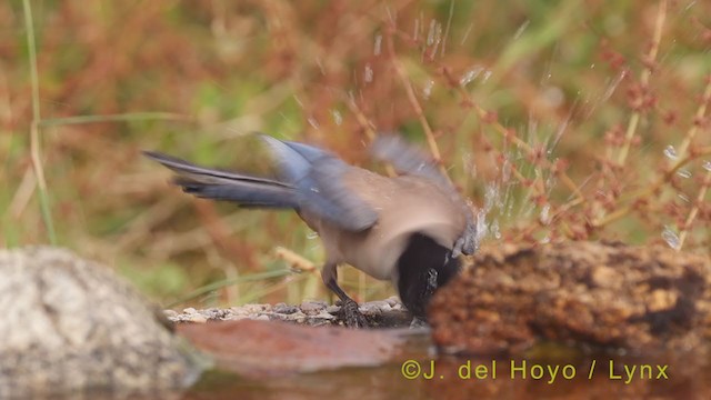 Iberian Magpie - ML362140491