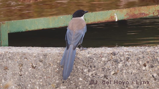 Pie-bleue ibérique - ML362141341