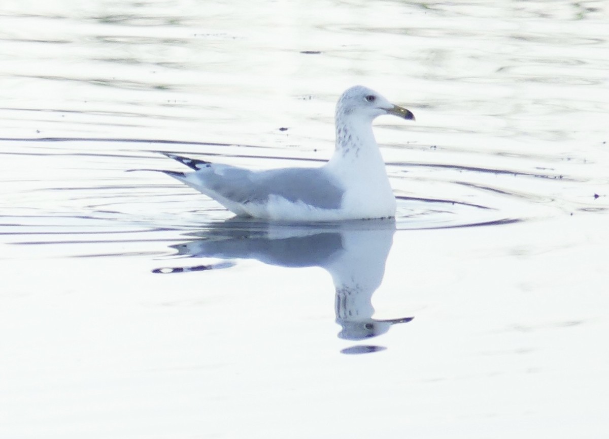 Ring-billed Gull - ML362142441