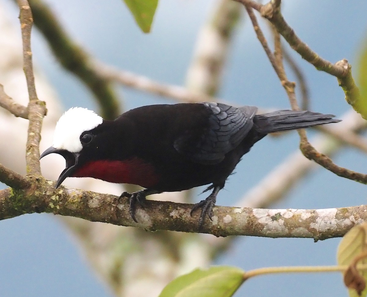 White-capped Tanager - ML362142621