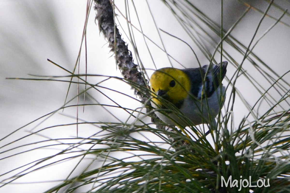 Hermit Warbler - ML36214291