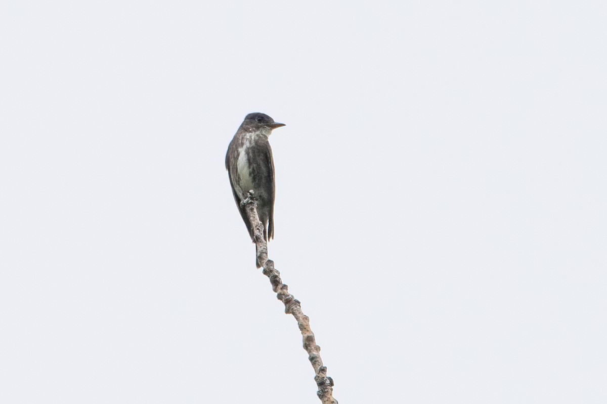 Olive-sided Flycatcher - Sue Barth