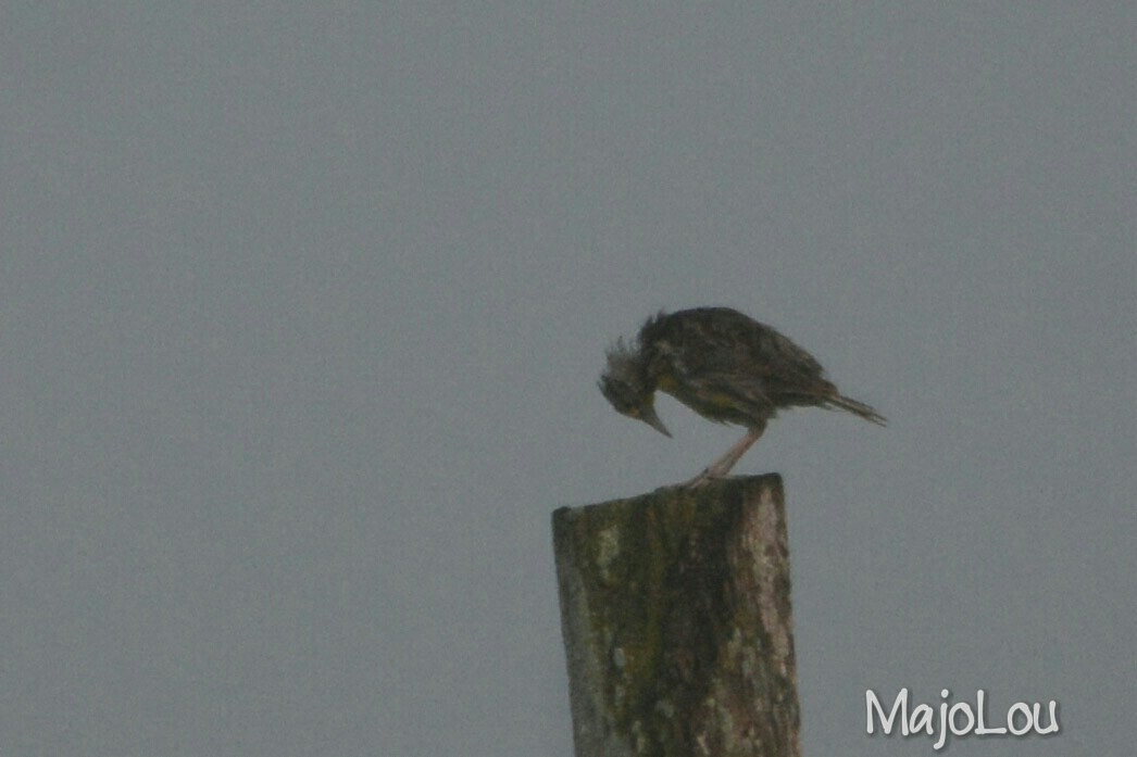 Eastern Meadowlark - ML36214361