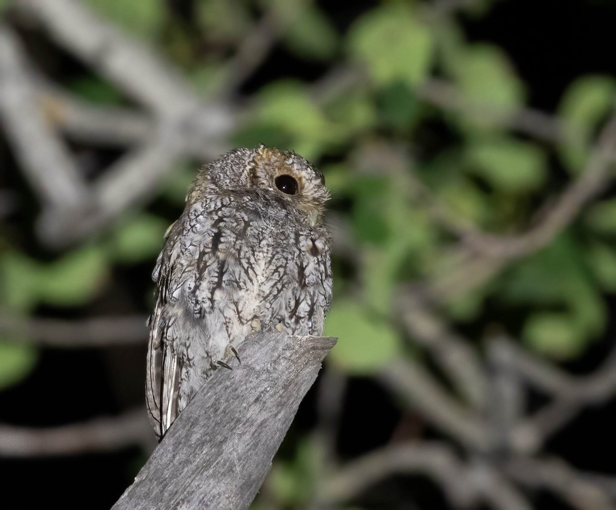 Flammulated Owl - ML362143611