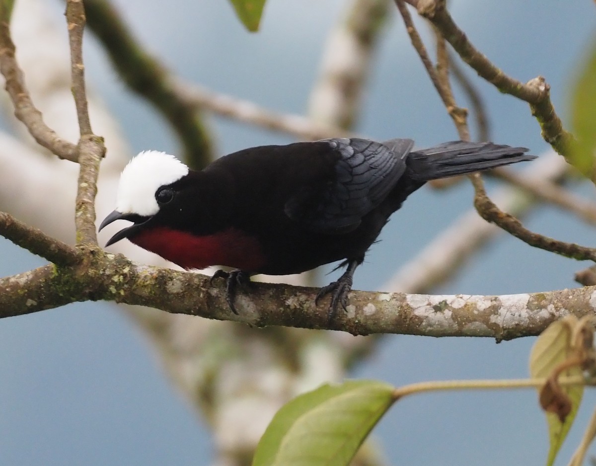 White-capped Tanager - ML362143641
