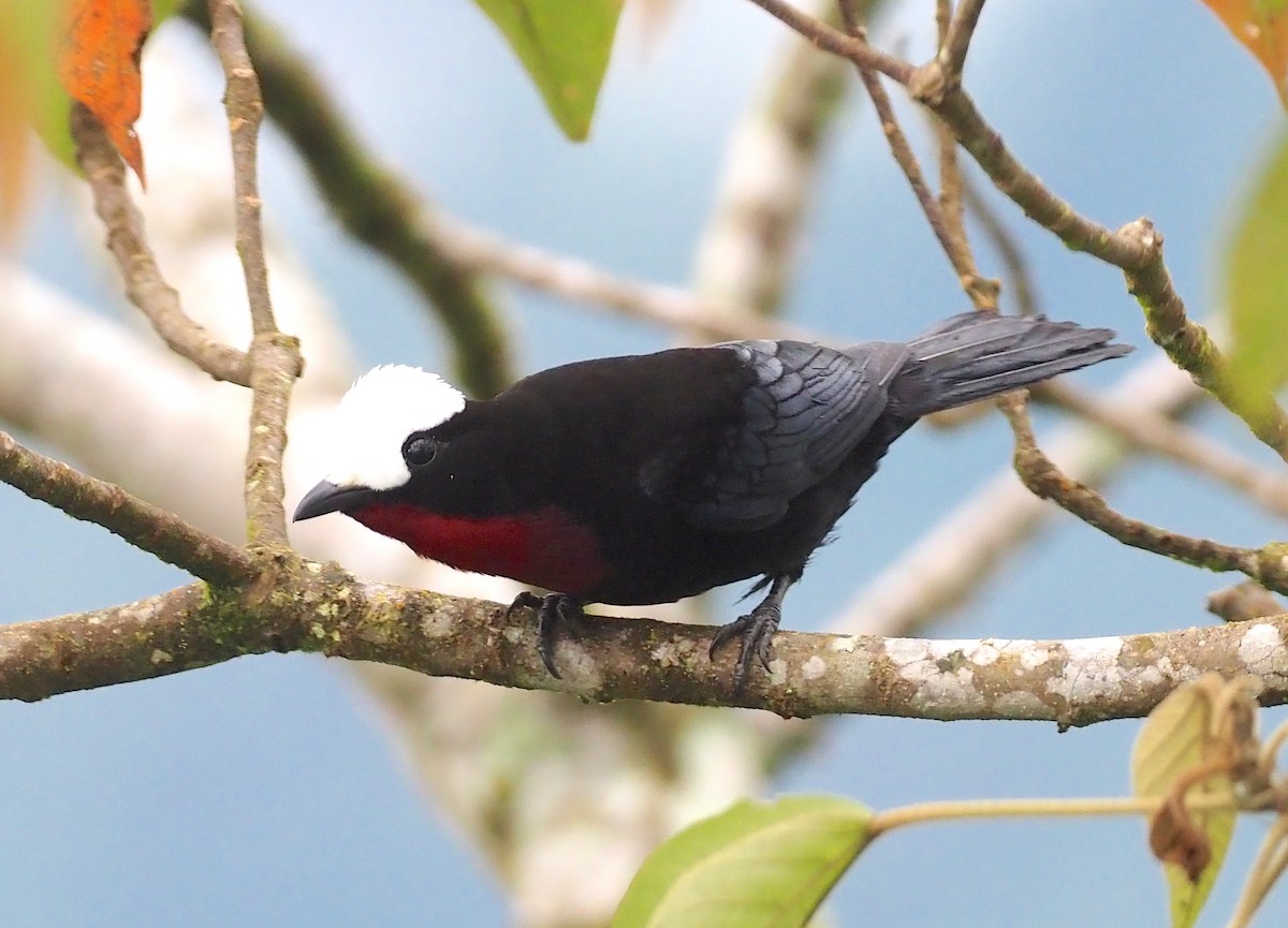 White-capped Tanager - ML362143681