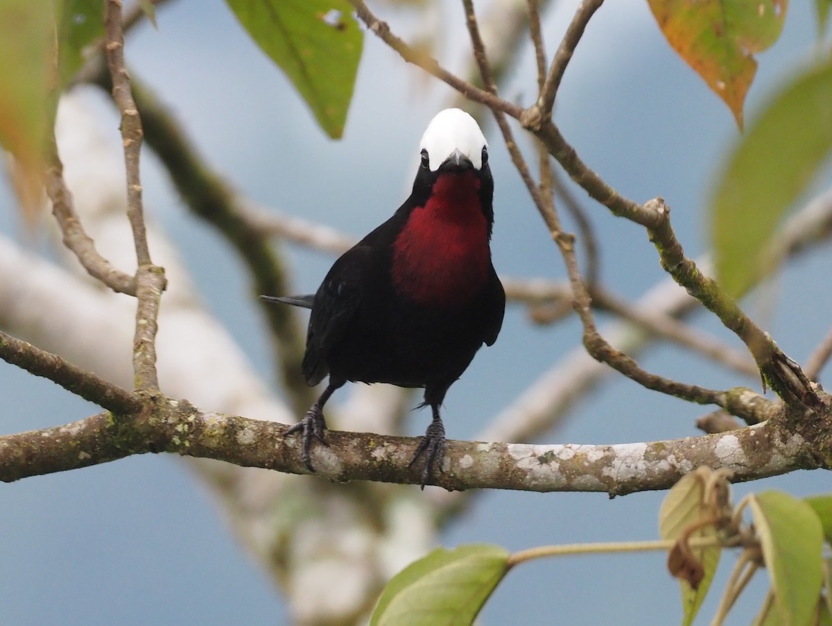 White-capped Tanager - ML362143771