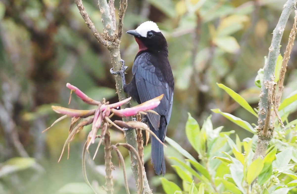 White-capped Tanager - ML362143821