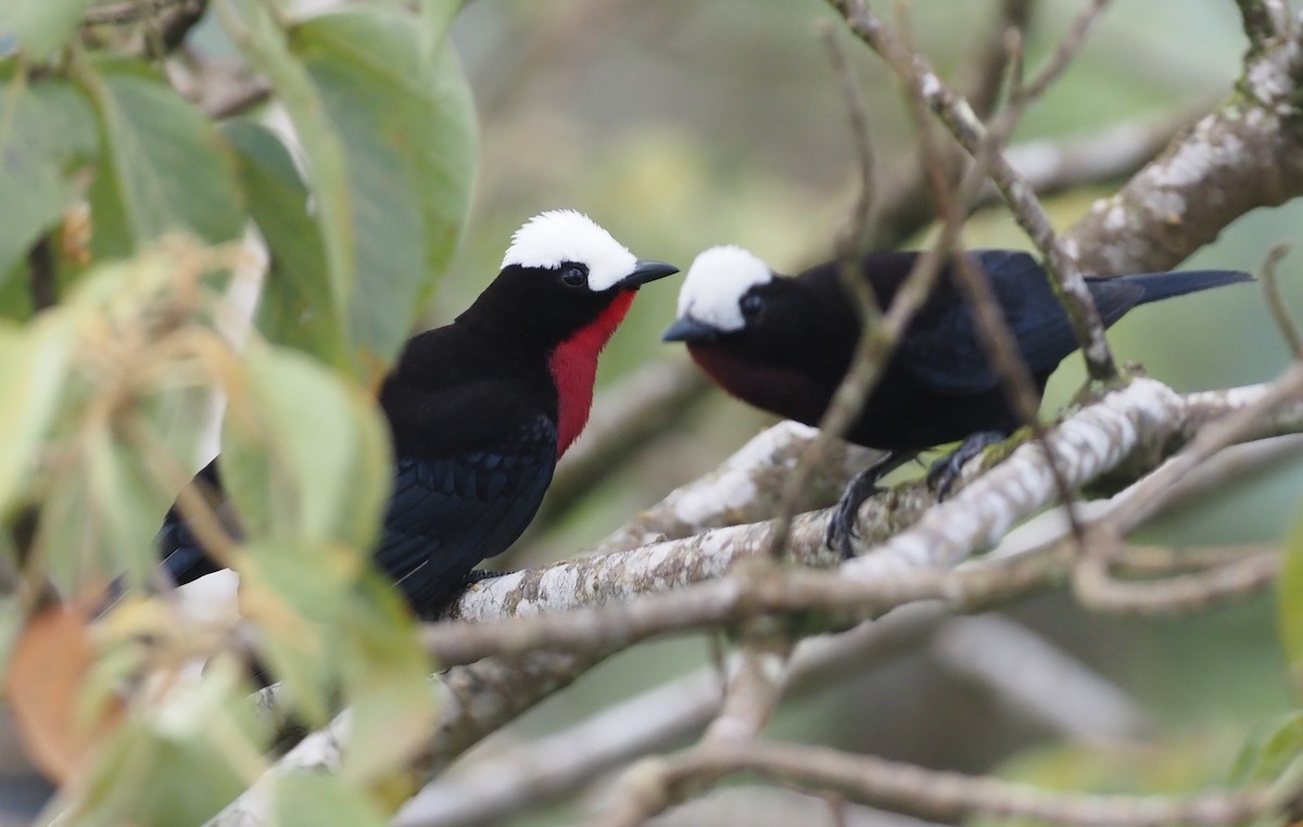 White-capped Tanager - ML362144321