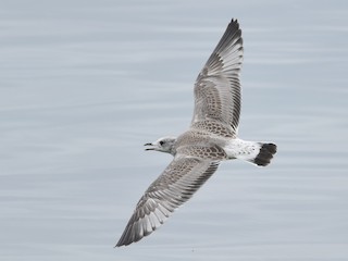 Juvenile (European) - Common Gull (European)