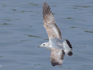 First winter - Common Gull