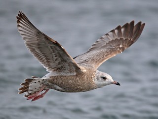 Juvenile (Kamchatka) - Common Gull