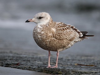 Juvenile (Kamchatka) - Common Gull
