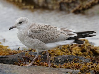 Juvenile (European) - Common Gull (European)