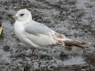 First summer - Common Gull