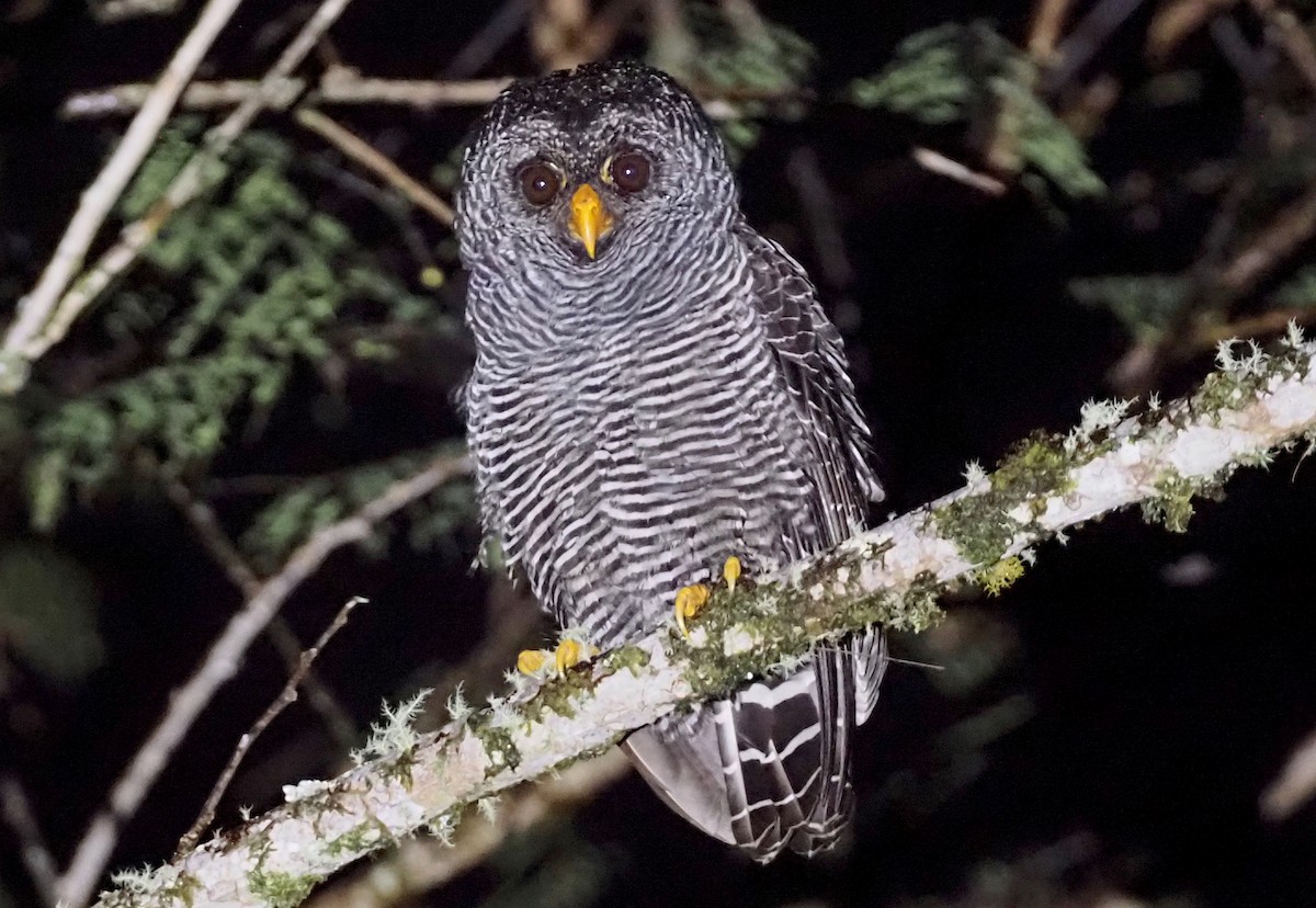 Black-banded Owl - ML362146461