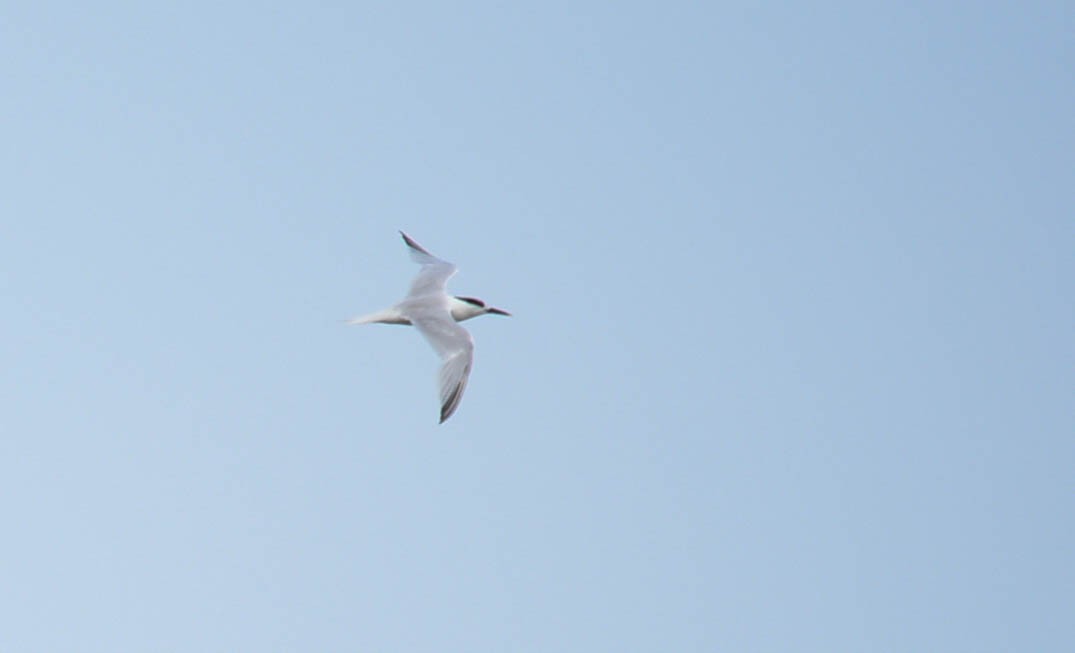 Sandwich Tern - Kathy Marche