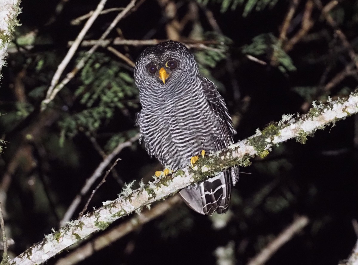 Black-banded Owl - ML362146541