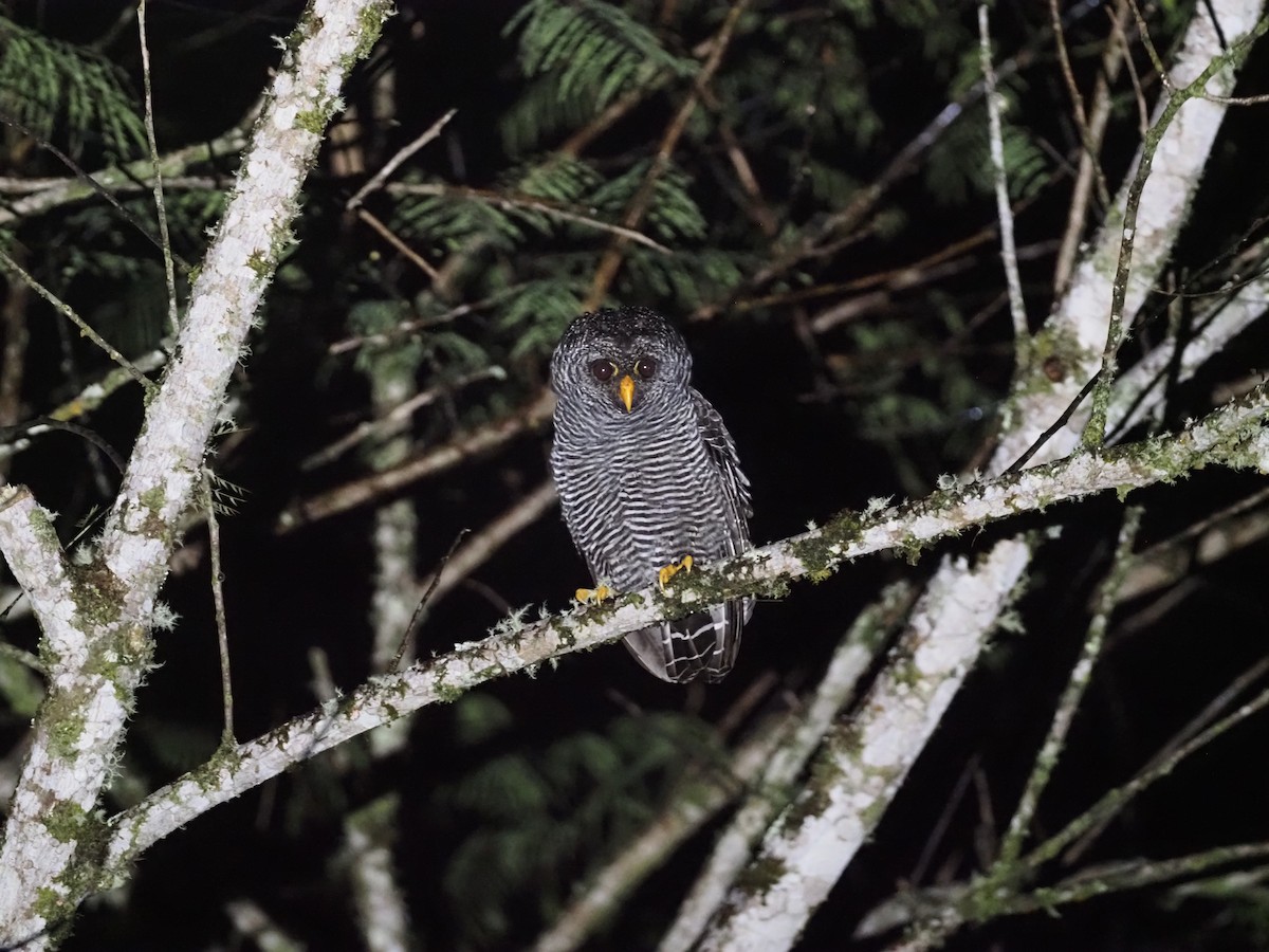 Black-banded Owl - ML362146651