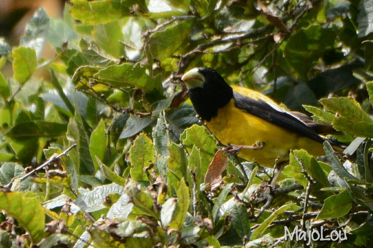 Hooded Grosbeak - ML36214801