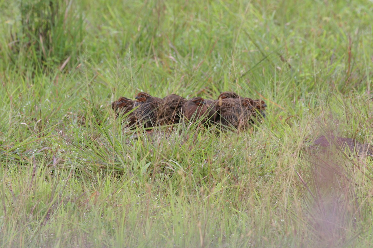 Перепілка чагарникова - ML362148461