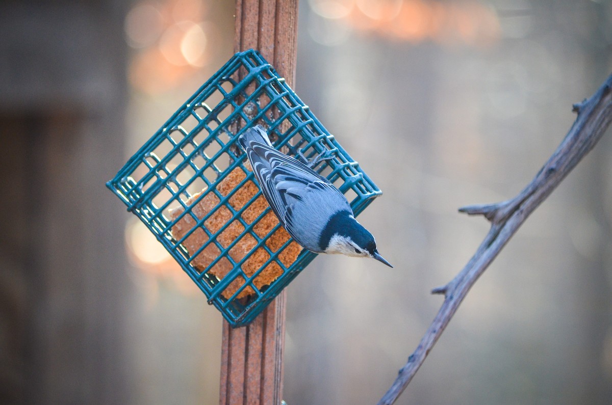 White-breasted Nuthatch - ML362148791