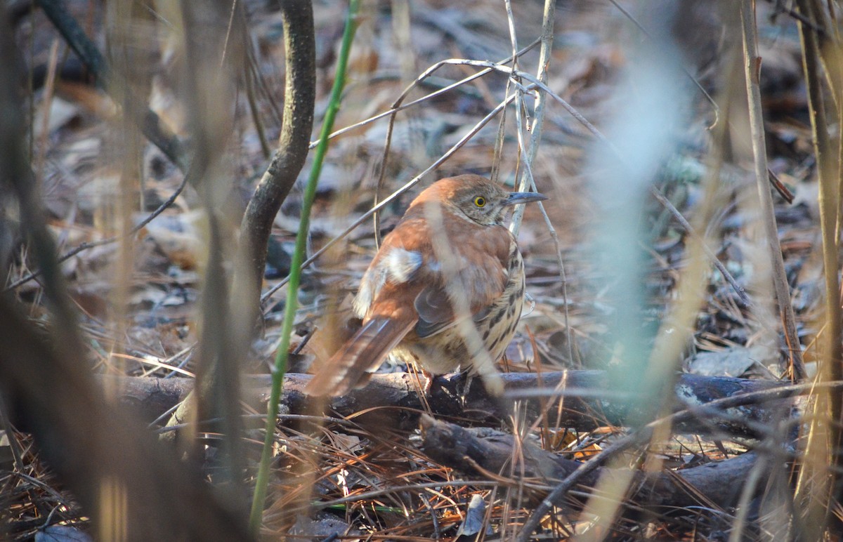 Brown Thrasher - Hannah Addair