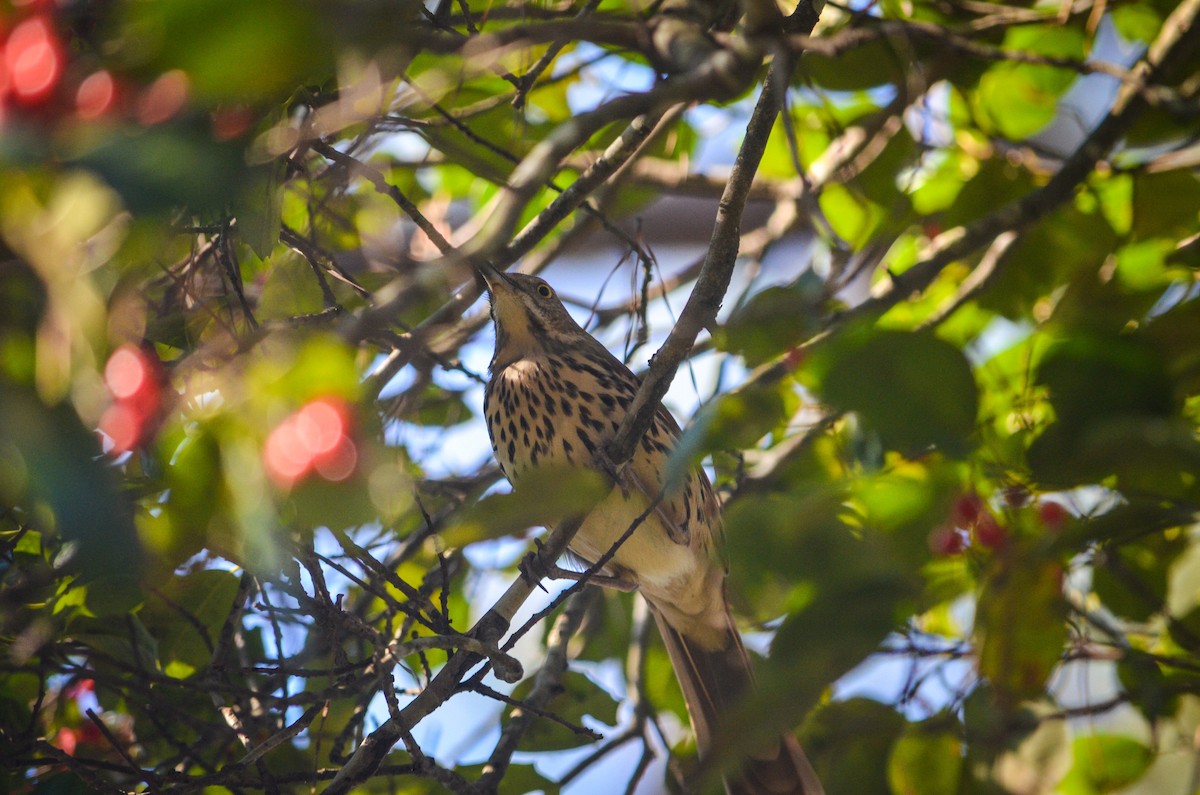 Brown Thrasher - ML362148951