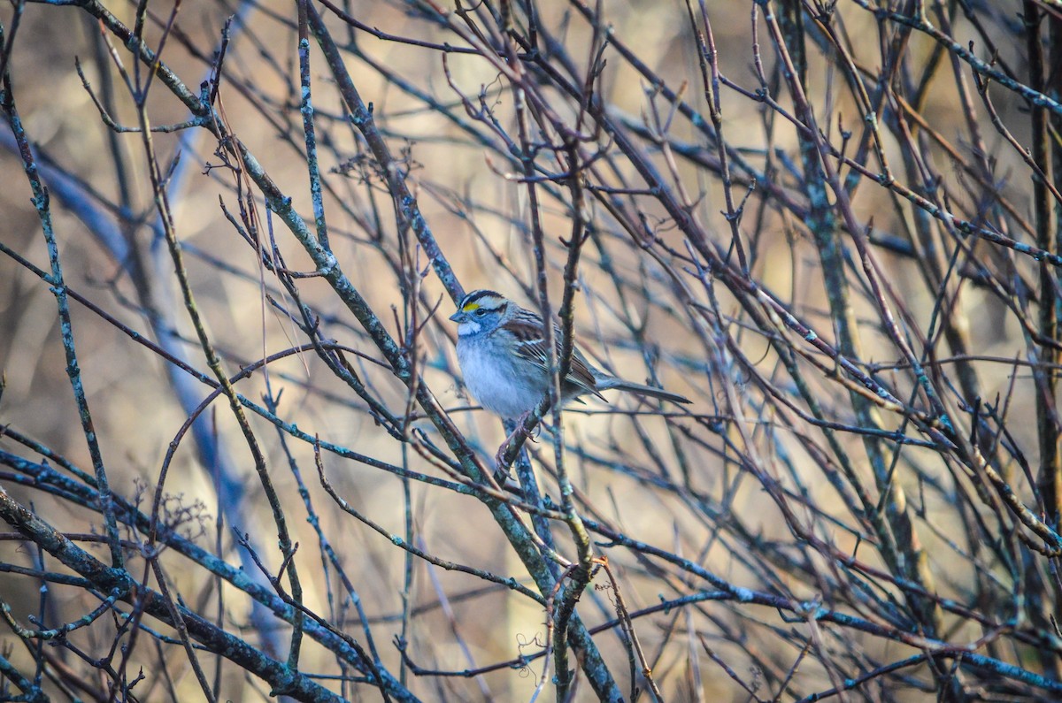 White-throated Sparrow - ML362148961
