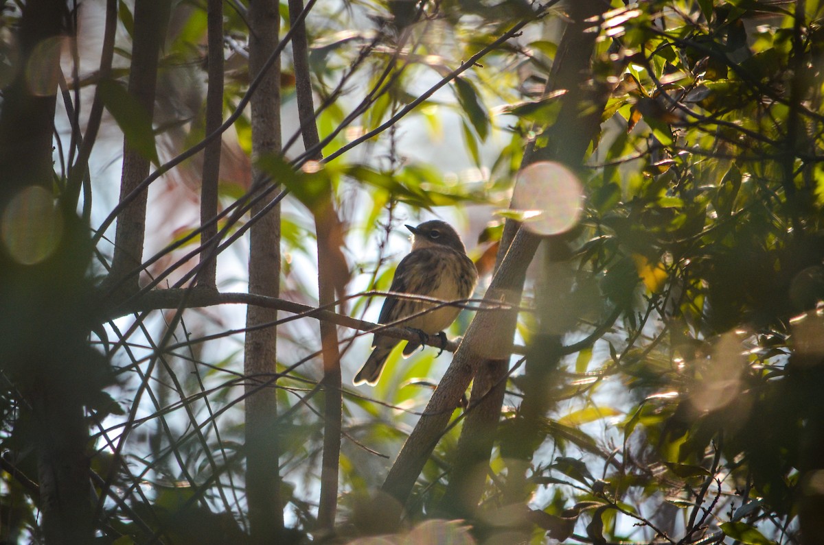 Yellow-rumped Warbler - ML362148971