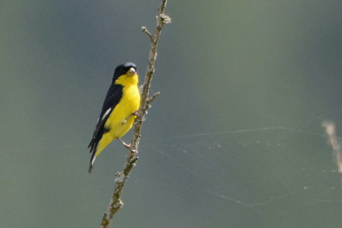 Lesser Goldfinch - ML36214941