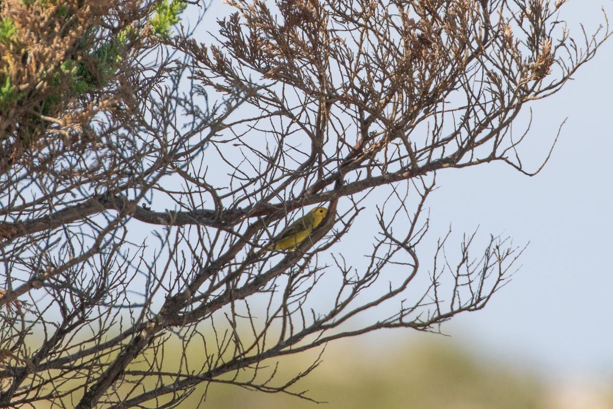 Paruline jaune - ML362150021